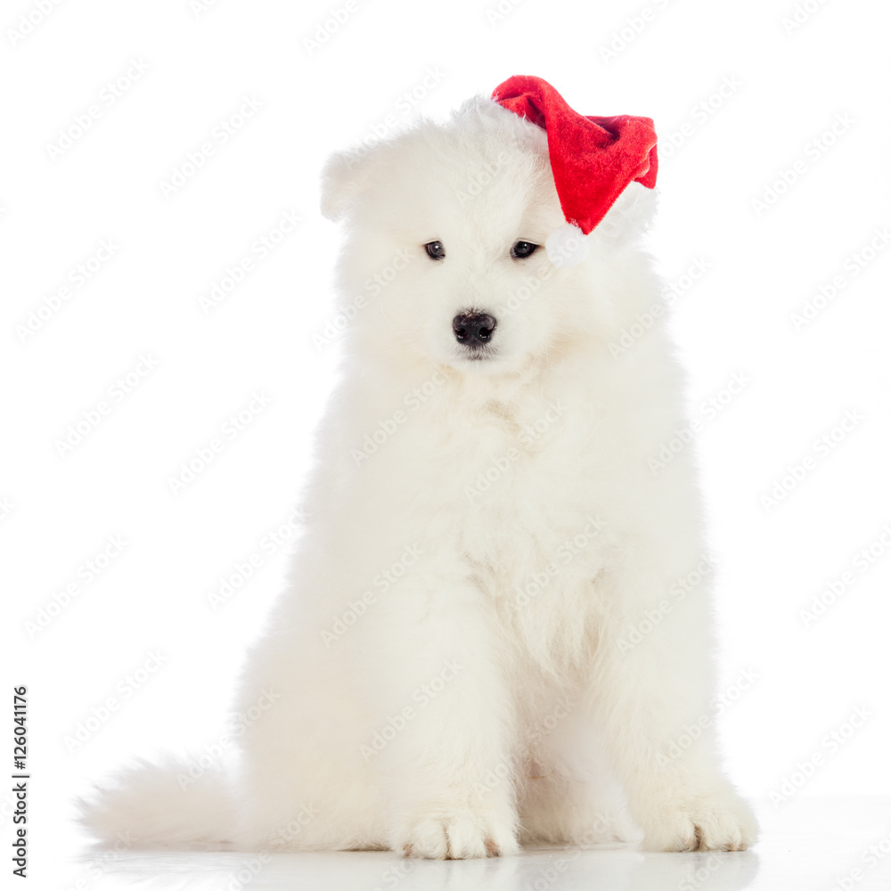 Samoyed puppy dog isolated on white background