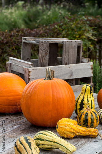 Pumpkins on wooden Table 2