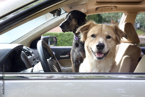 Two dogs inside car, going on a road trip © Dog Paw Productions