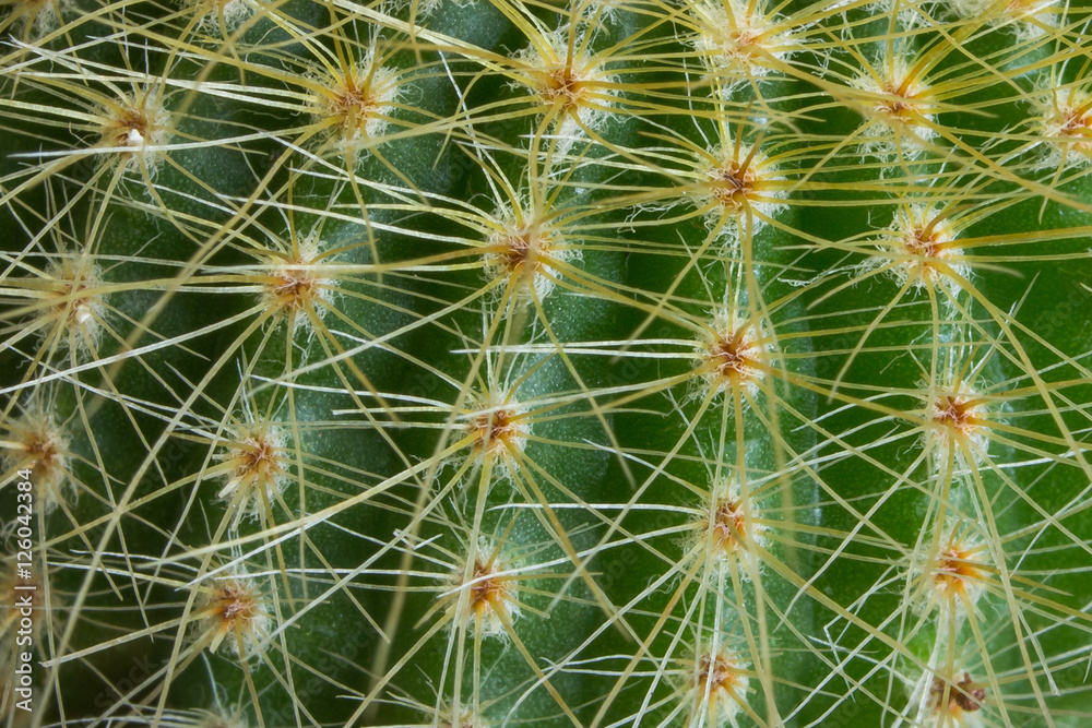 Cactus in the plant desert tree for decoration Cactus in the plant desert tree for decoration