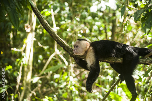 Manuel Antonio National Park in Costa Rica is famous for its commuity of Capuchin Monkeys photo