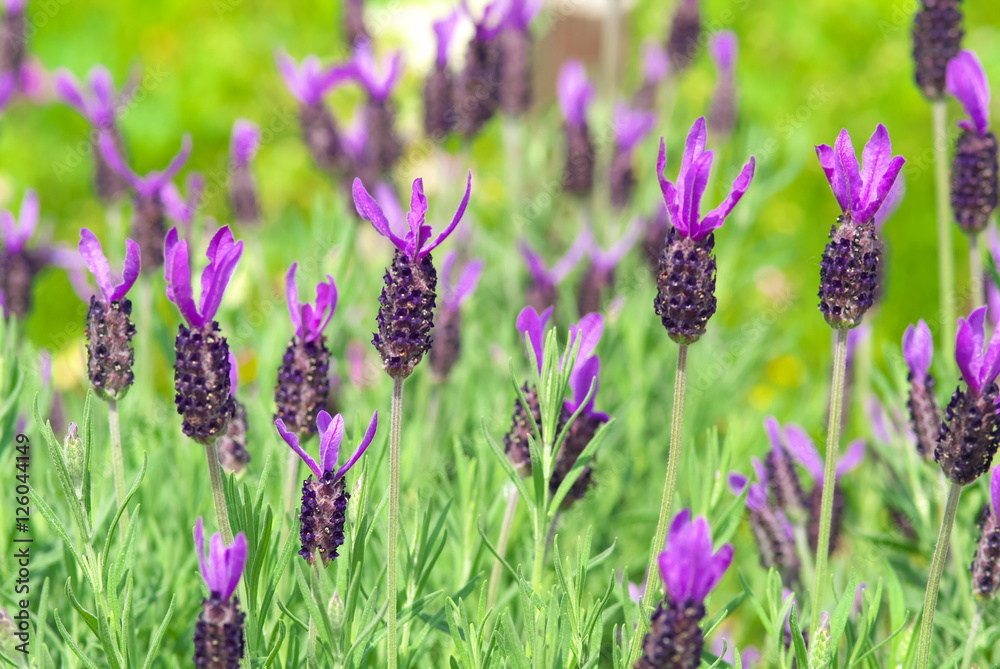 Obraz premium ラベンダー