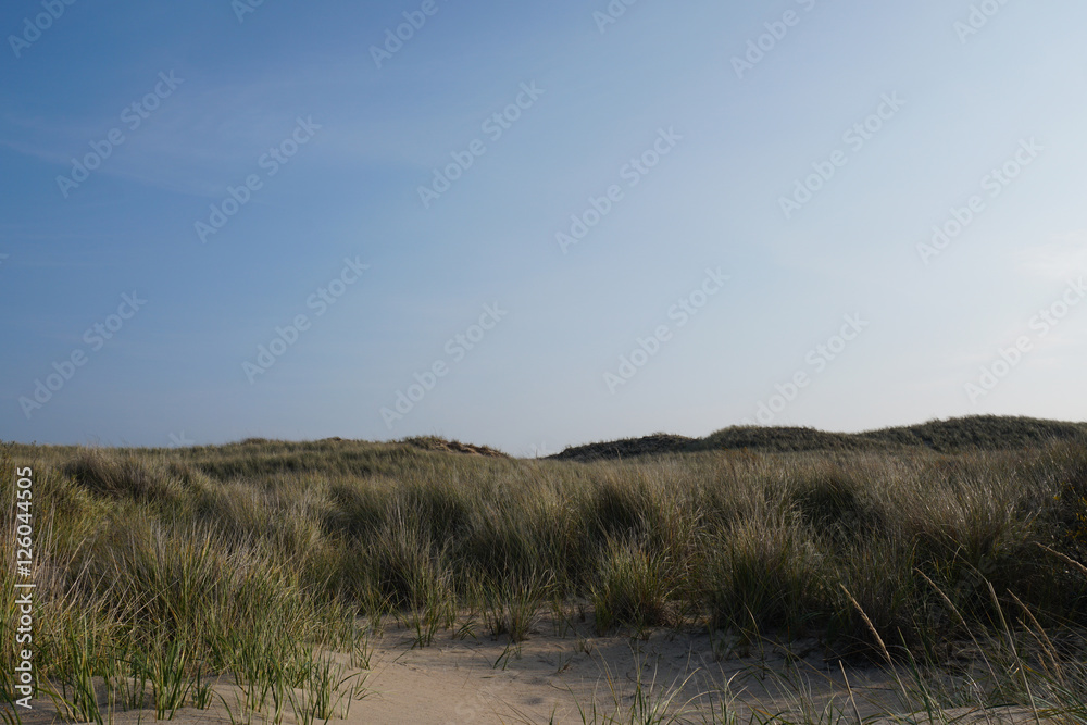 Beach grass with blue sky