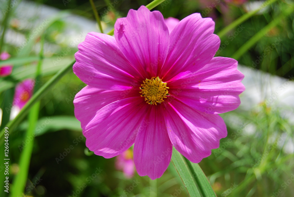 Fuchsia flower Fuchsia flower