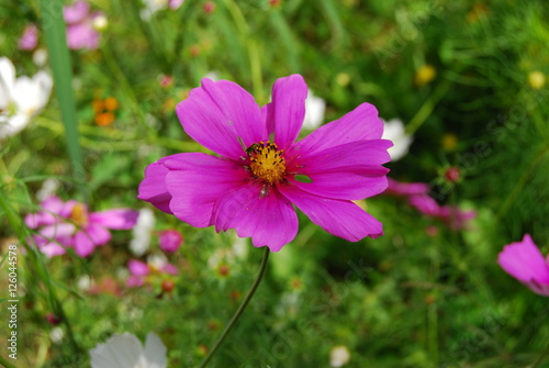 Fuchsia flower