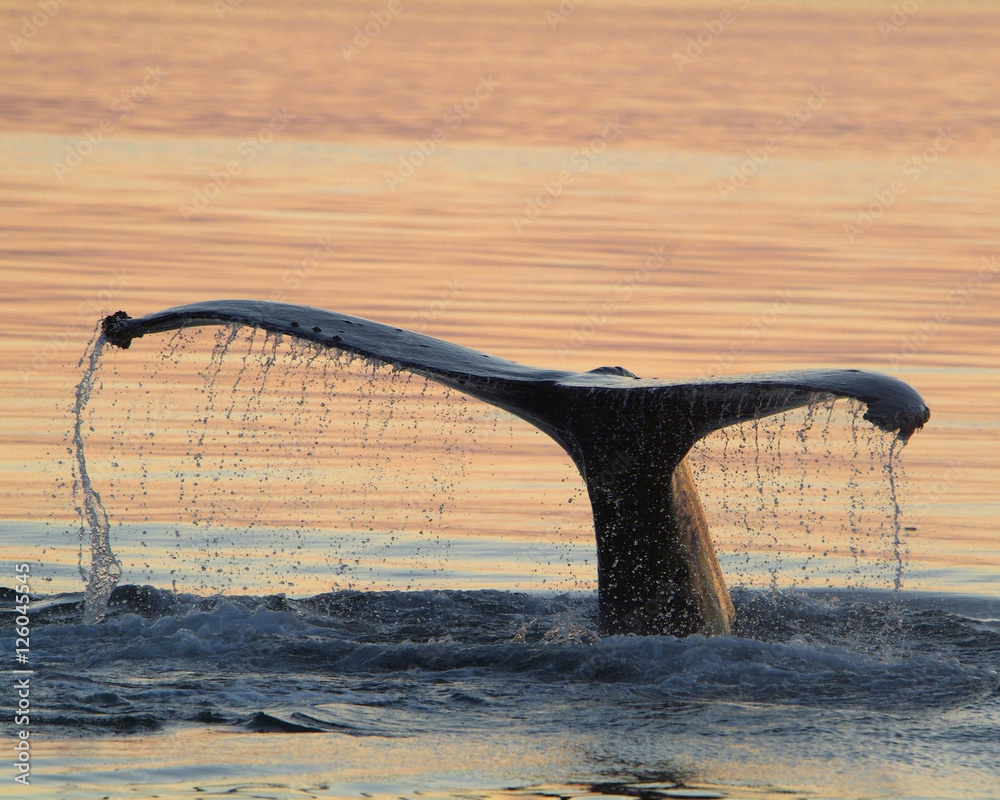 Fototapeta premium Whale fluke in sunset