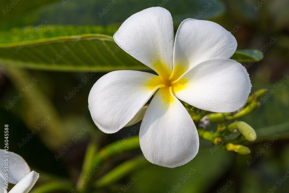 White frangipani on the plumeria tree.selective focus.