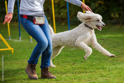 woman and poodle on an agility course