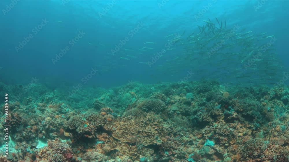 Coral reef with a school of Barracudas. Light reflections, sunrays 4k footage Coral reef with a school of Barracudas. Light reflections, sunrays 4k footage