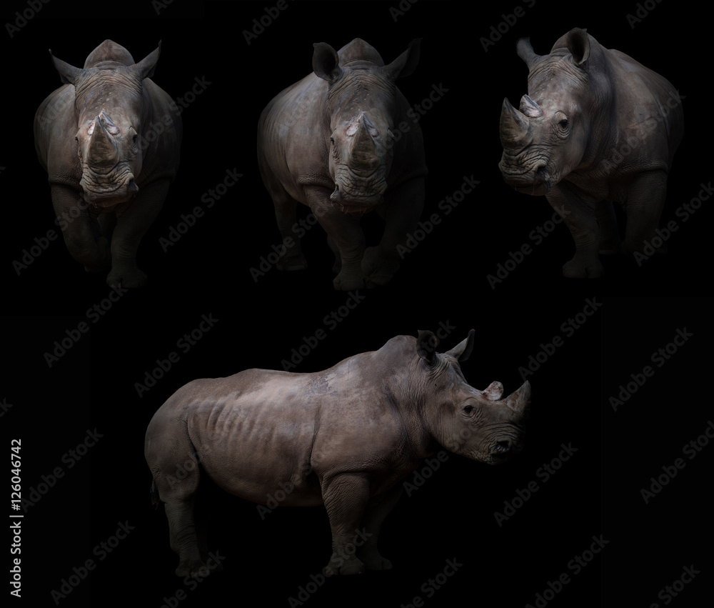 Naklejka premium nosorożec ukrywający się w ciemności
