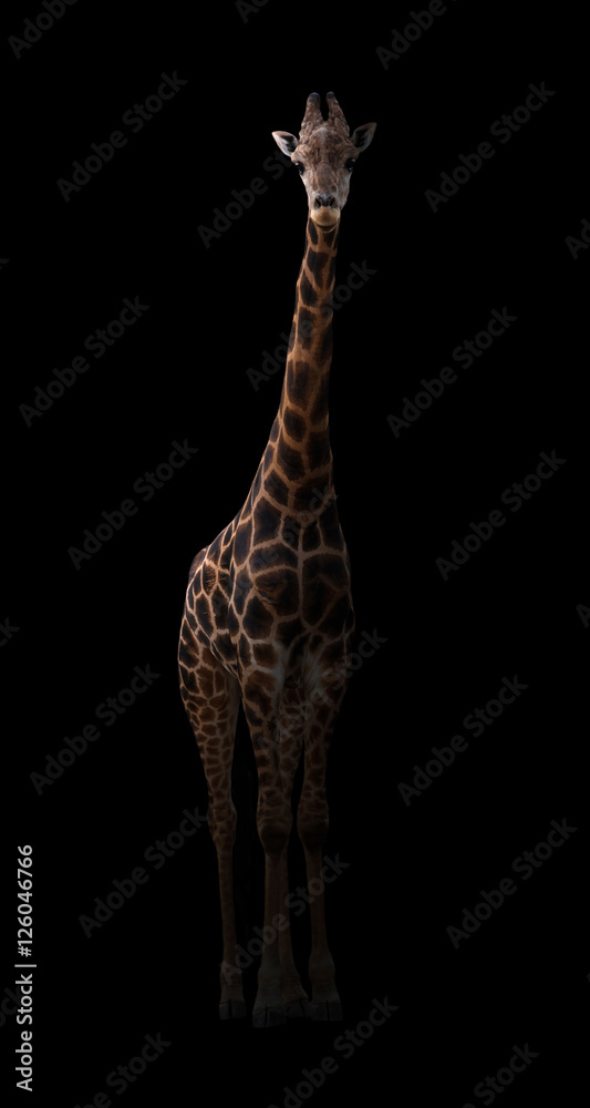 Naklejka premium giraffe hiding in the dark