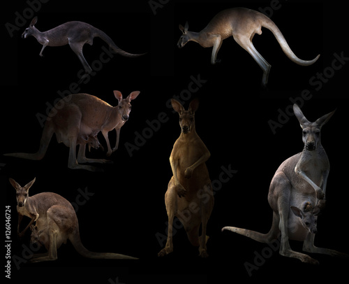 kangaroo hiding in the dark