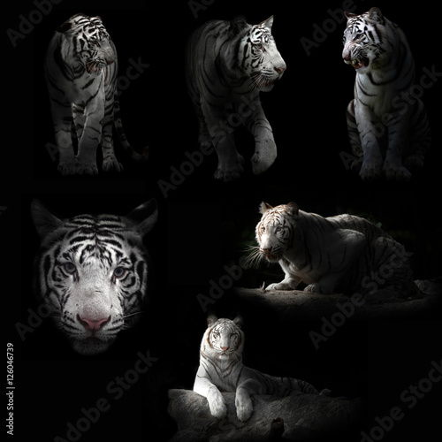 Fototapeta Naklejka Na Ścianę i Meble -  white tiger in the dark