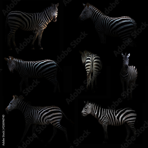 zebra hiding in the dark