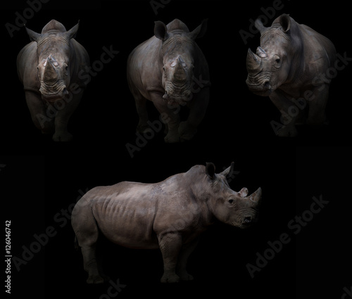 rhinoceros hiding in the dark