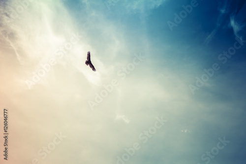 Canvas-taulu Soaring hawk with wispy clouds