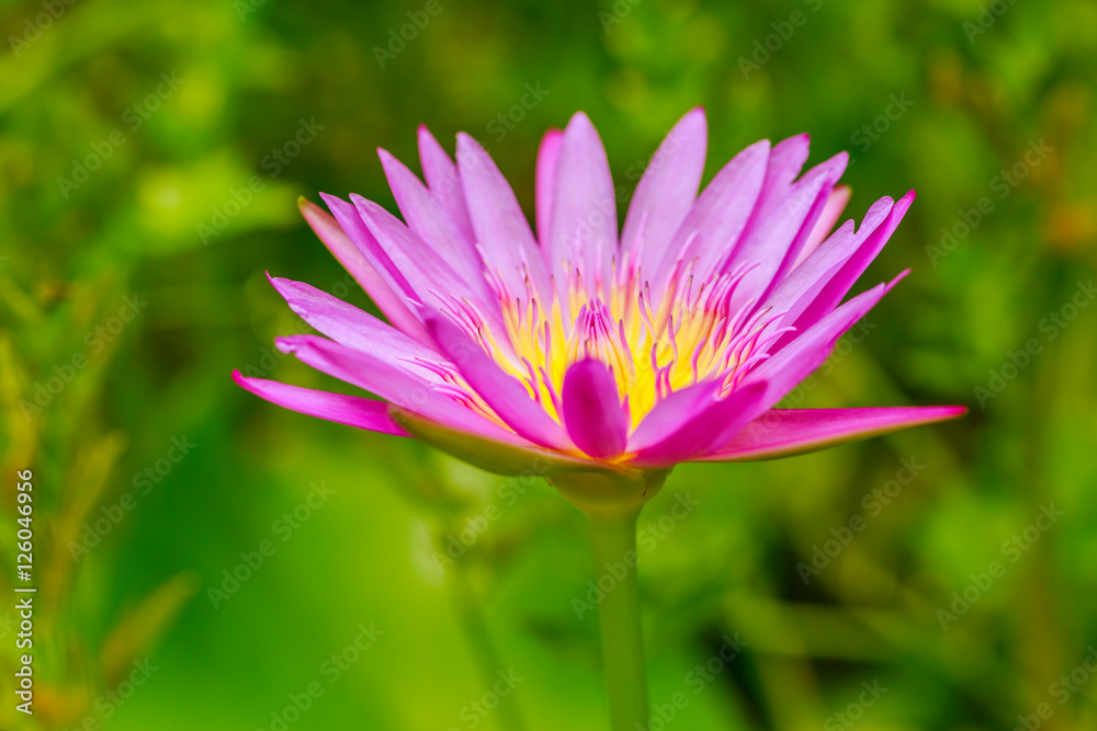 Pink lotus flower growing upright on nature background Pink lotus flower growing upright on nature background