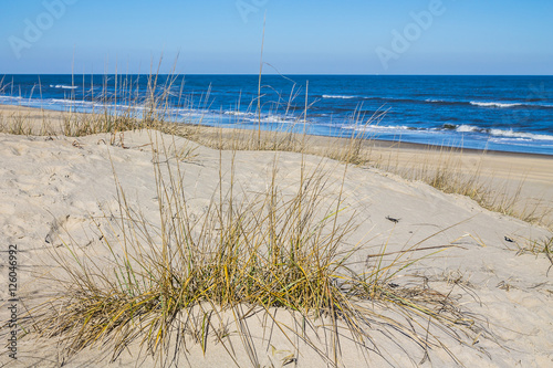 Grass on Sandbridge Beach in Virginia Beach, Virginia with ocean and waves in the background. 