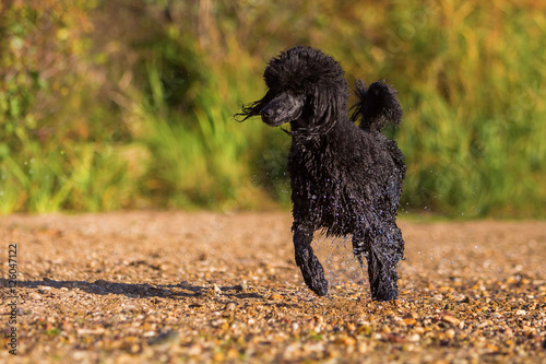 royal poodle running at a pebble beach