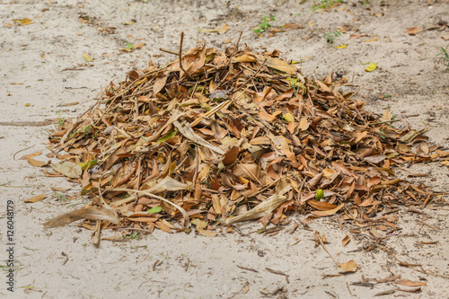 Pile of Leaves on ground