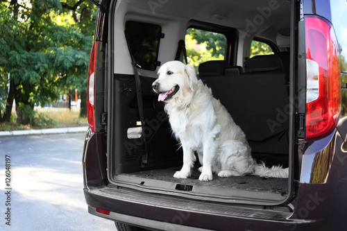 Fototapeta Naklejka Na Ścianę i Meble -  Cute Labrador dog in car