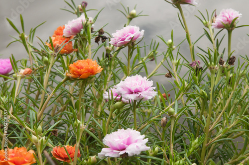 Colorful Pusley flower on the natural background