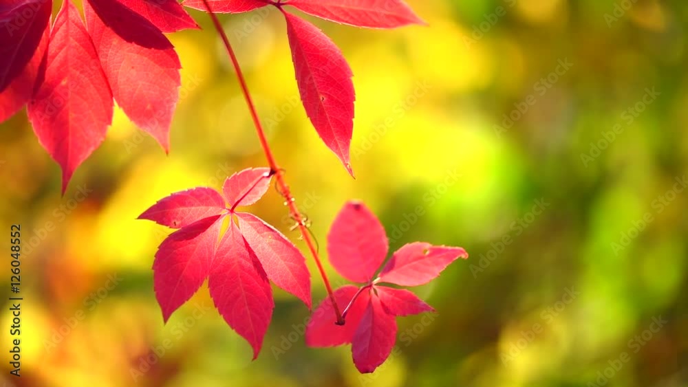 Autumn red leaves over blurred nature background. Fall. Full HD 1080p video footage Autumn red leaves over blurred nature background. Fall. Full HD 1080p video footage
