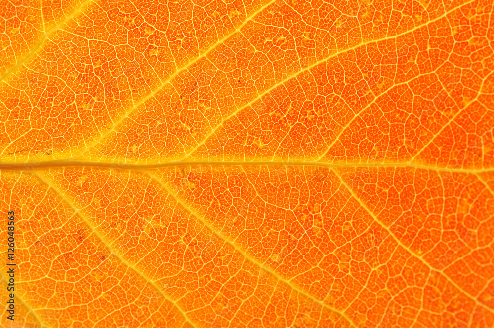 Obraz premium close up on autumn red leaf texture