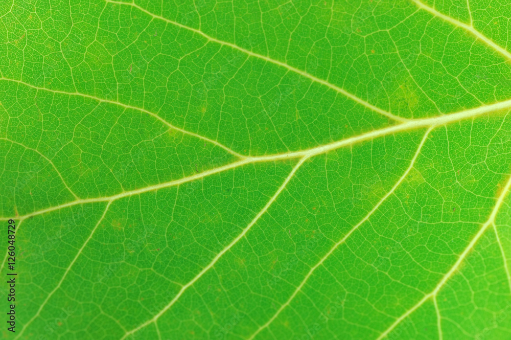 close up on green leaf texture background close up on green leaf texture background