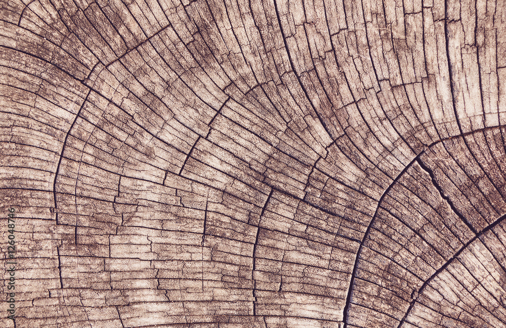 Fototapeta premium Nature surface of big stump