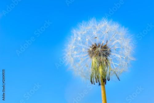 Dandelion globular head of seeds on the blue sky background