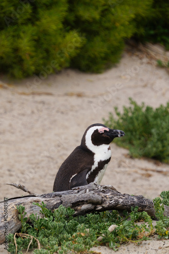 Penguins at Boulders Beach,South Africa.