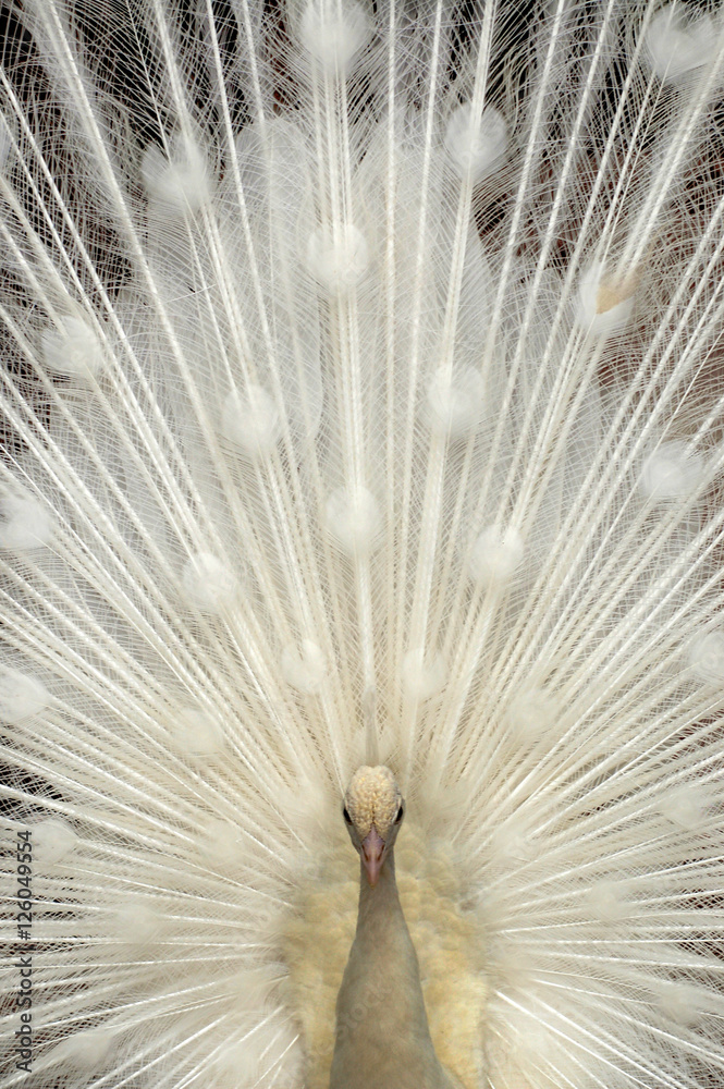 White Adult Peacock