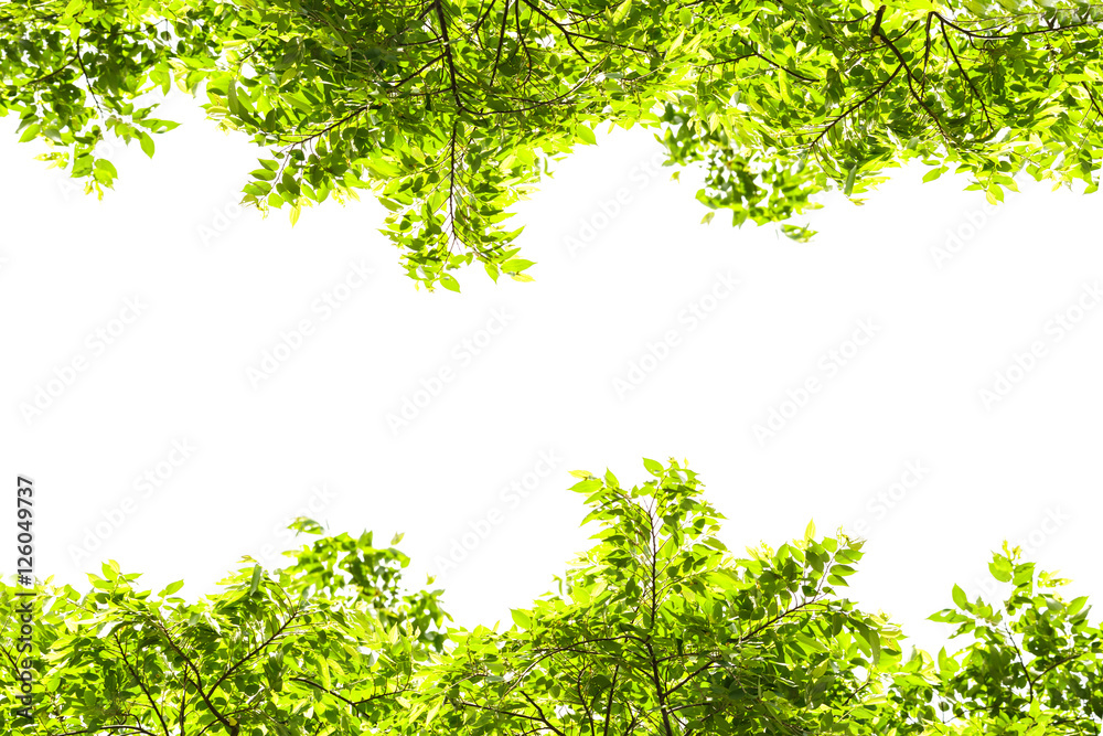 Obraz premium Green leaves on white background