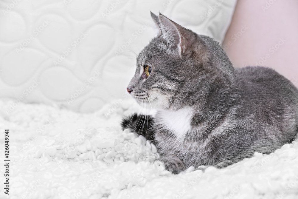 Cute cat on couch at home