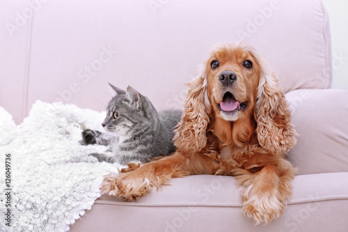 Cute dog and cat together on couch at home