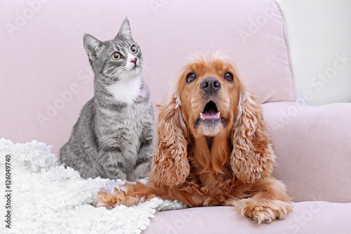 Cute dog and cat together on couch at home