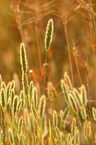 Beautiful golden grass in the nature