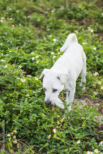 thai white dog in grass