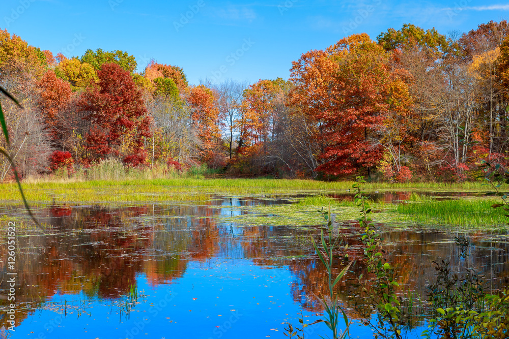 Pond in autumn, yellow leaves, reflection