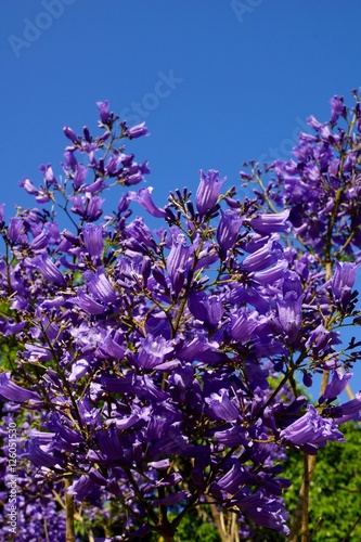 jacaranda flowering