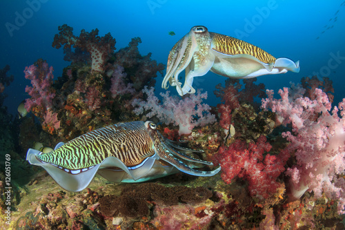 Photography Cuttlefish mating sex fish