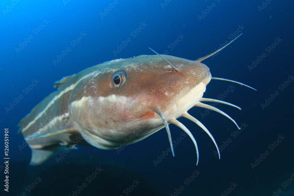 Striped Eel Catfish fish Striped Eel Catfish fish