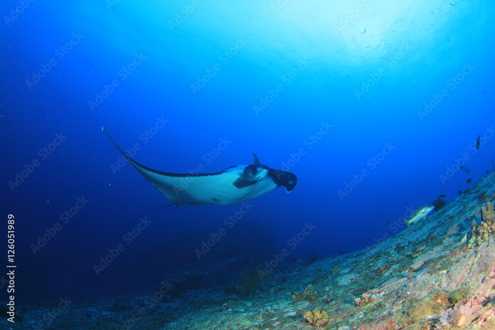 Obraz premium Manta Ray.