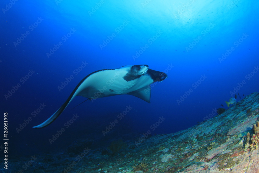 Obraz premium Manta Ray.