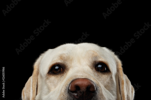 Close-up portrait of beige Labrador retriever dog raising up nose in front view isolated black background