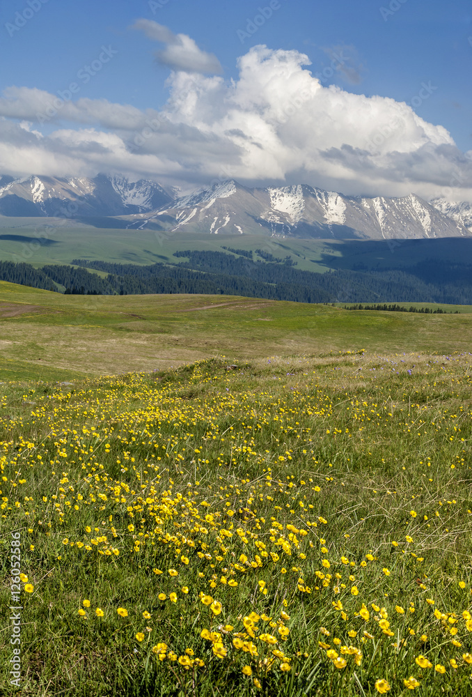 Grassland with blooming flowers