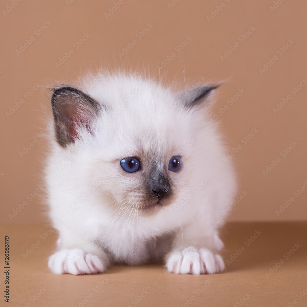 Sacred Birman kitten in the studio, purebred kittens on isolated beige background Sacred Birman kitten in the studio, purebred kittens on isolated beige background