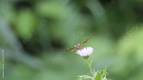 Chequered skipper (Carterocephalus palaemon) sucks at a flower