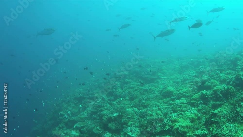 Wallpaper Mural Coral reef with Tunas and plenty fish. 4k footage Torontodigital.ca